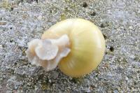 Cepaea nemoralis