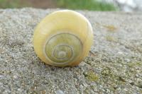 Cepaea nemoralis