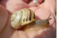 Cepaea nemoralis