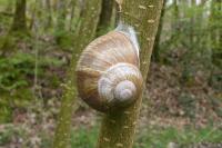 Helix pomatia