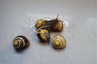 Cepaea nemoralis