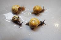 Cepaea nemoralis
