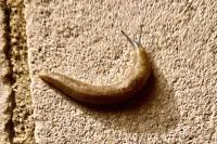 Limacus flavus