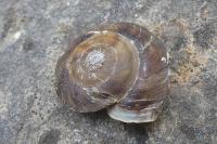 Helicigona lapicida