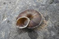 Helicigona lapicida