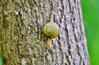 Cepaea nemoralis