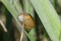 Succinea putris