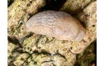 Deroceras reticulatum