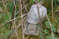 Helix pomatia