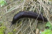 Arion ater rufus