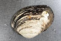 Potomida littoralis