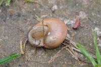Cepaea nemoralis