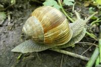Helix pomatia