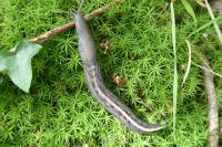 Limax cinereoniger