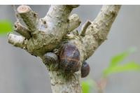 Cornu aspersum