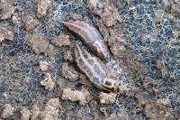 Limax maximus