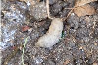 Deroceras reticulatum
