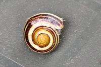 Cepaea
