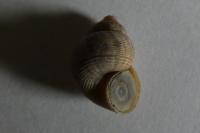Pomatias elegans