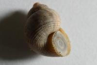 Pomatias elegans