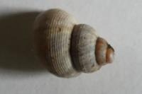 Pomatias elegans
