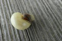 Cepaea nemoralis