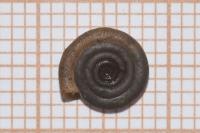 Anisus septemgyratus