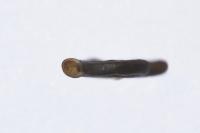 Anisus septemgyratus