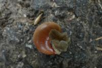 Cepaea nemoralis