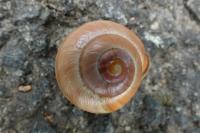Cepaea nemoralis