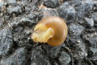 Cepaea