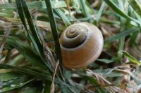 Cepaea