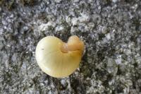 Cepaea