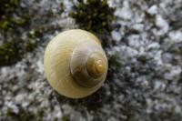 Cepaea