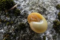 Cepaea