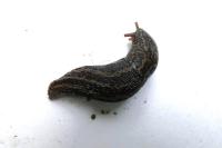 Limax maximus