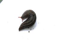 Limax maximus