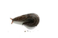 Limax maximus