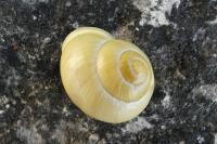 Cepaea hortensis