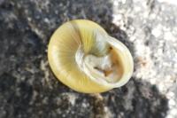 Cepaea hortensis