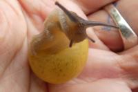 Cepaea nemoralis