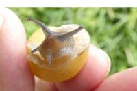 Cepaea nemoralis