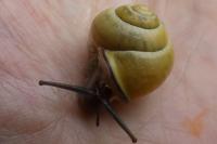 Cepaea nemoralis