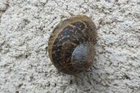 Cornu aspersum