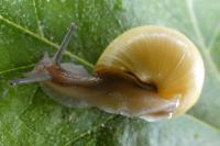 Cepaea nemoralis