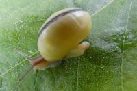 Cepaea nemoralis