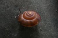 Hygromia cinctella
