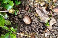 Helix pomatia