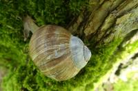 Helix pomatia