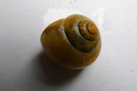 Cepaea hortensis